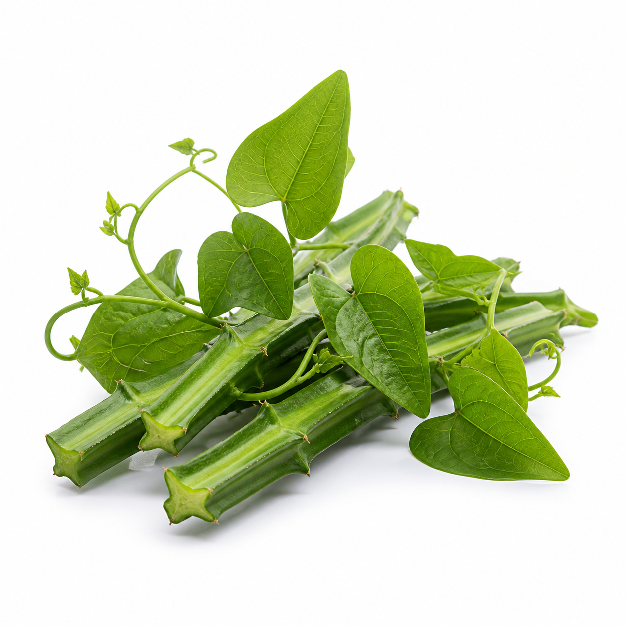 Cissus Quadrangularis ingredient