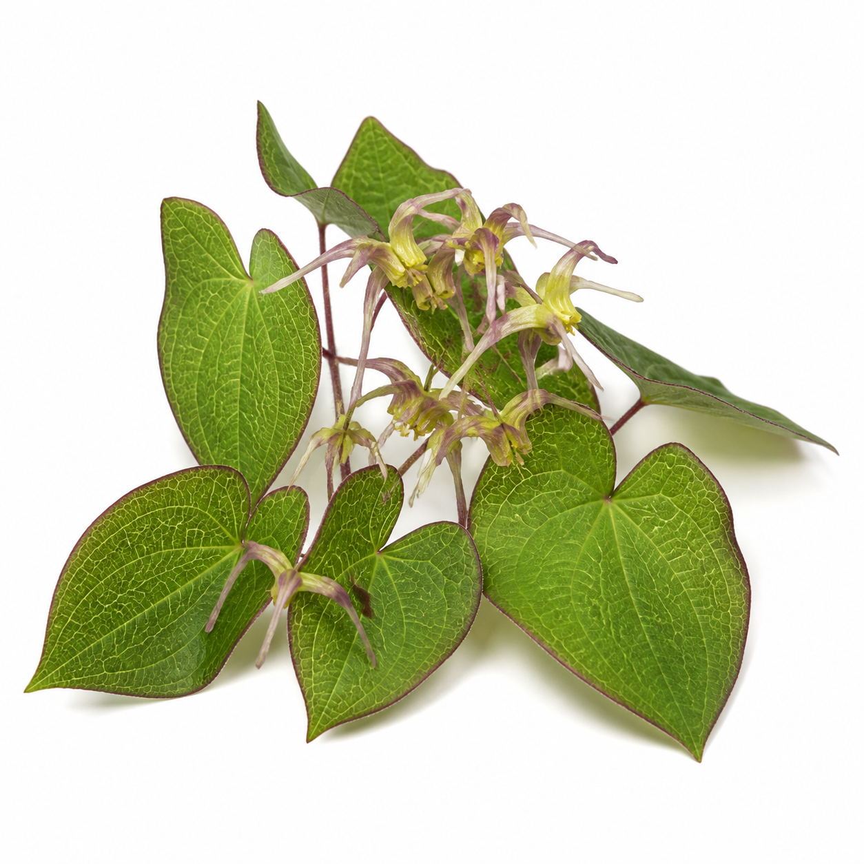 Horny Goat Weed and Icariin ingredient