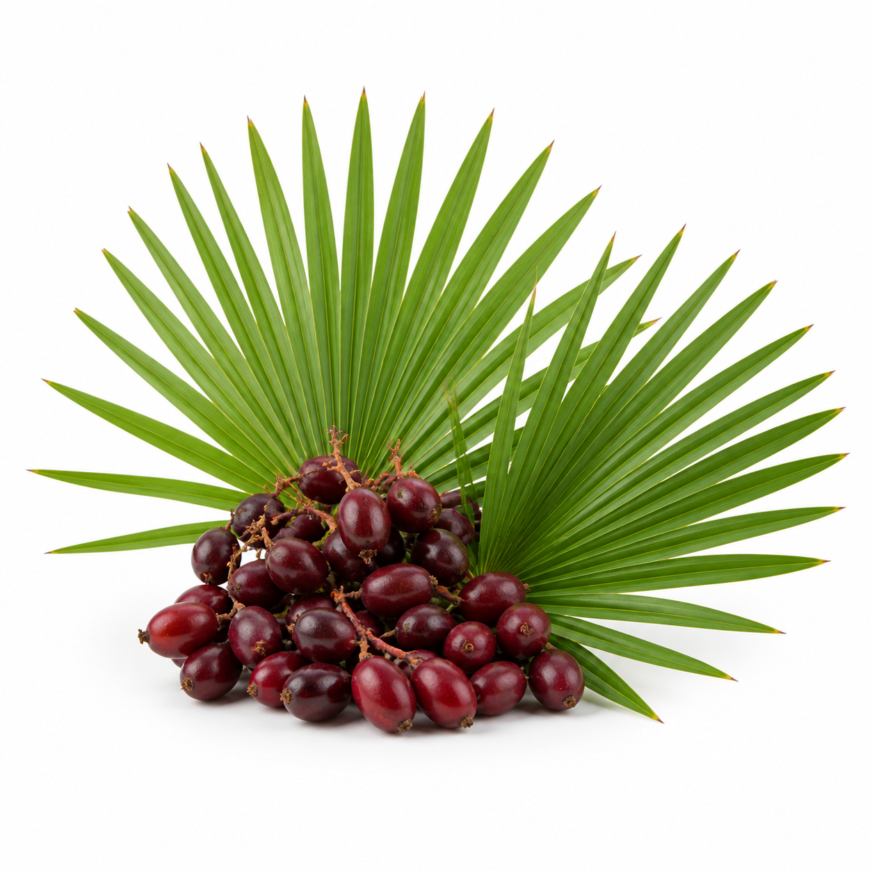 Saw Palmetto ingredient